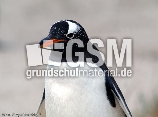 Eselspinguin (28 von 97).jpg